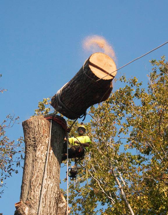 WHERE SHOULD FRICTION BE IN OUR ROPE RIGGING SYSTEMS? – TreeBuzz