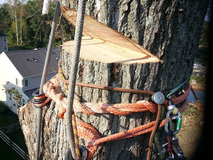 WHERE SHOULD FRICTION BE IN OUR ROPE RIGGING SYSTEMS? – TreeBuzz